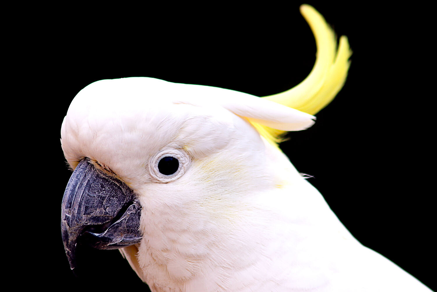 Cockatiel