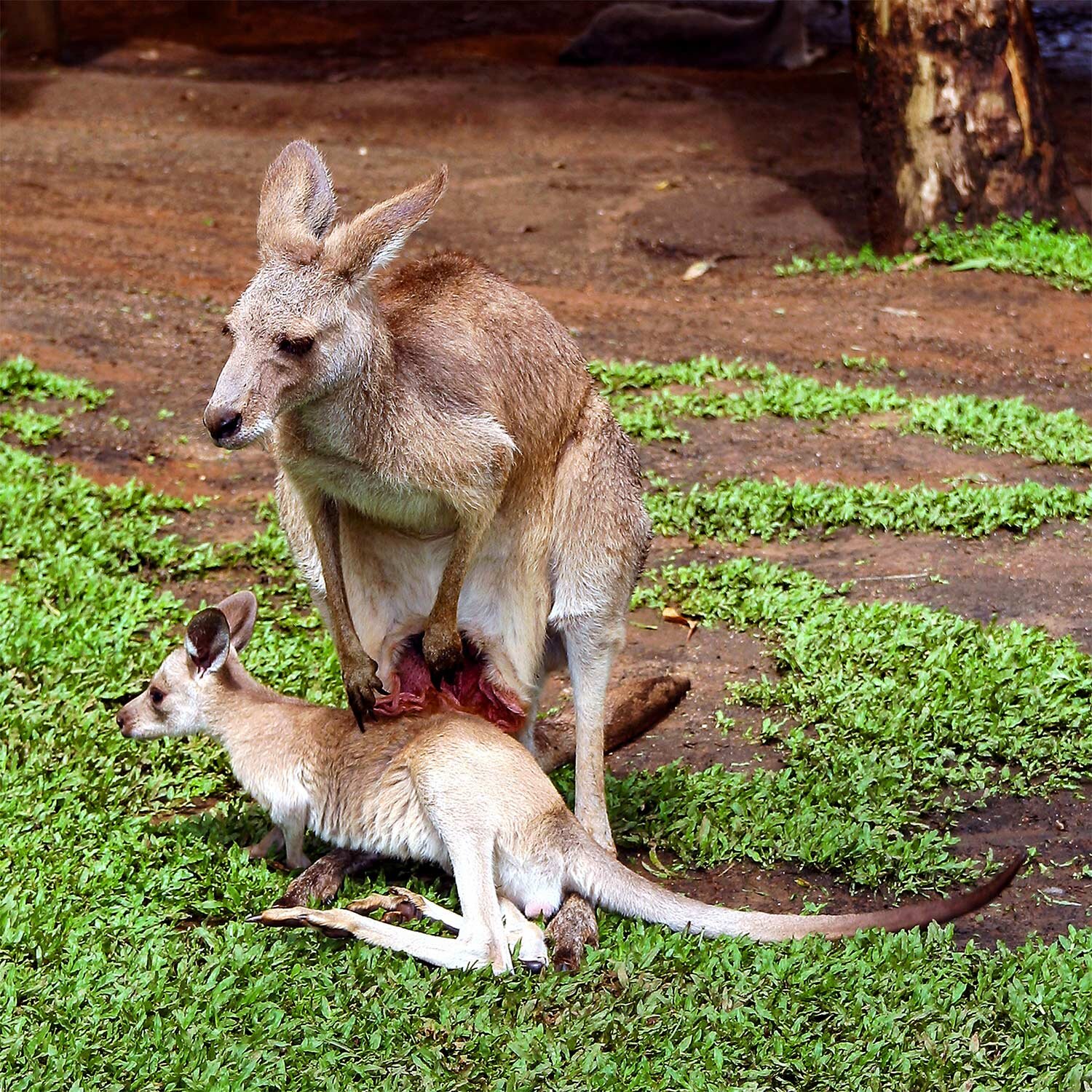 Mum & Joey