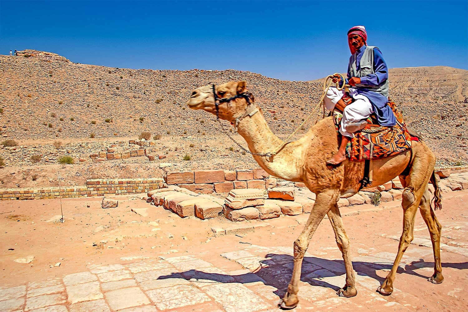 Camel & Bedouin