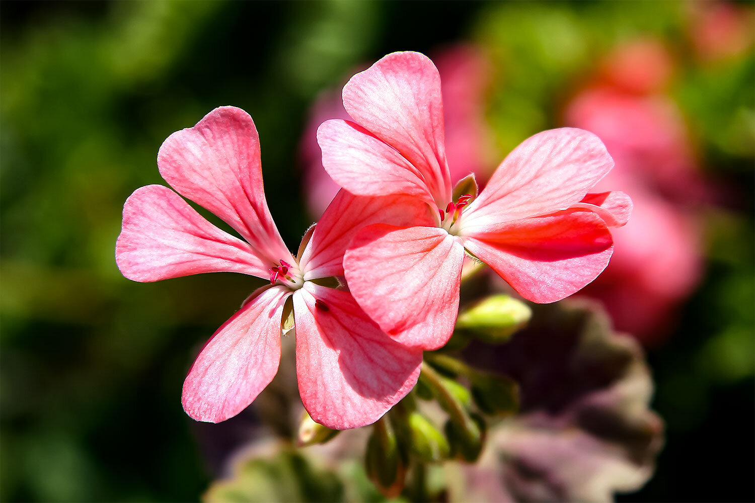 Jordanian Pink