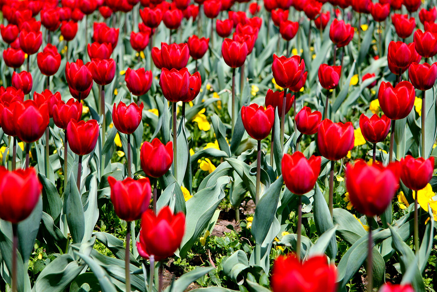 Tulips