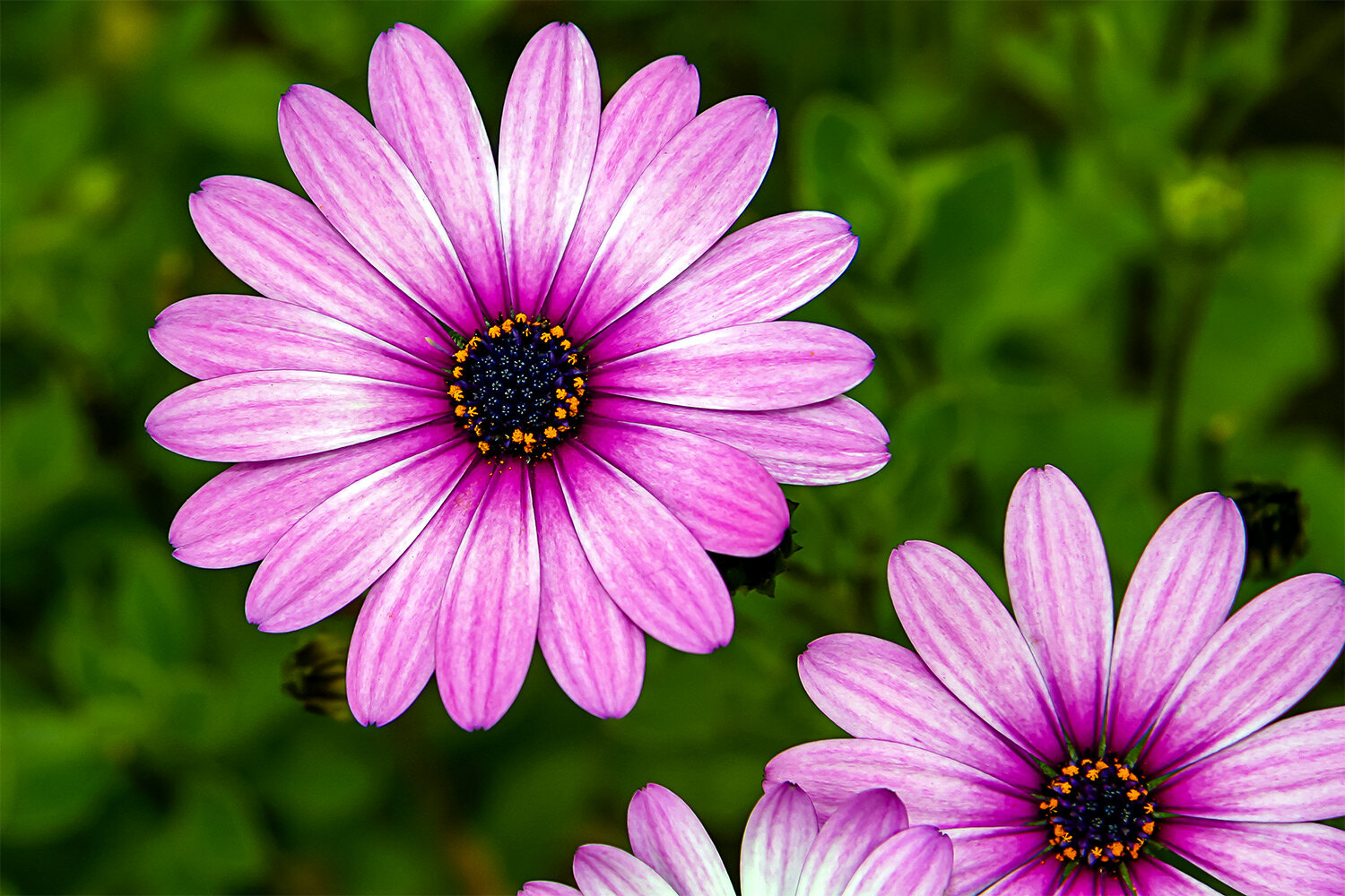 Gerberas