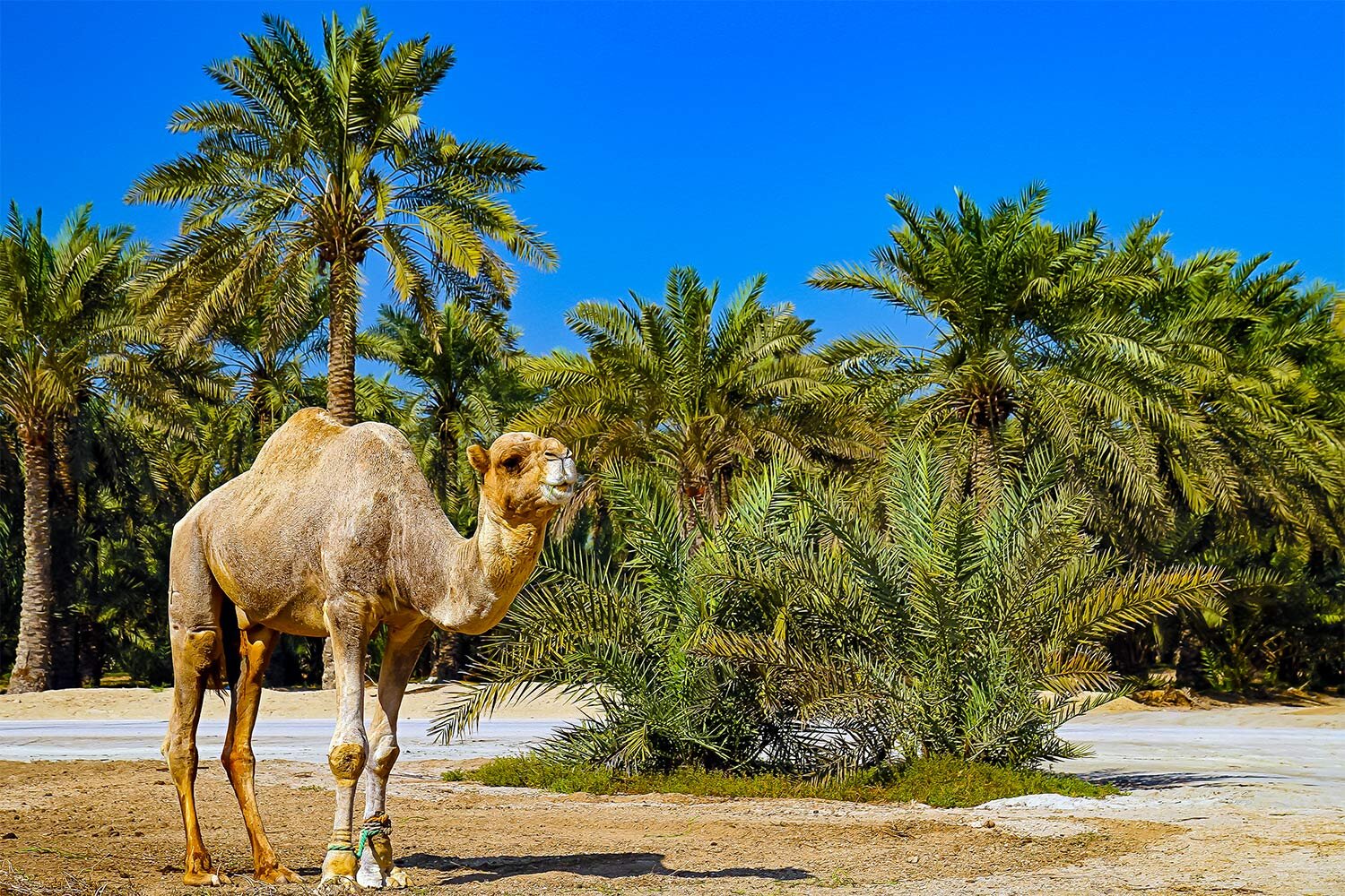 Camel Oasis