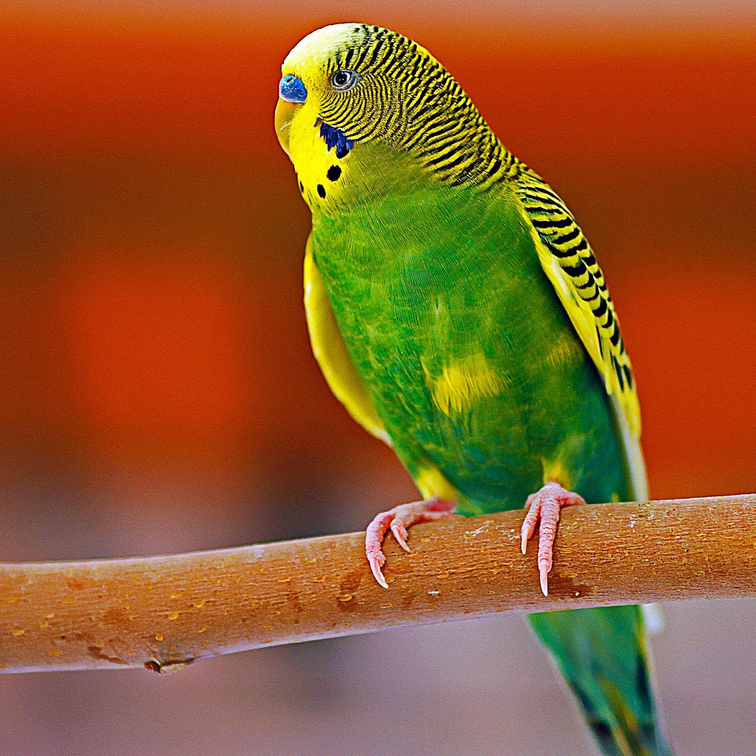 Living Desert Bird