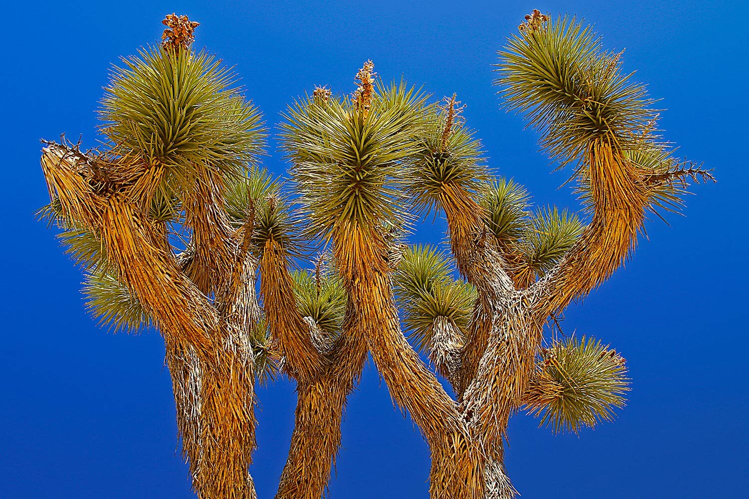 Joshua Tree