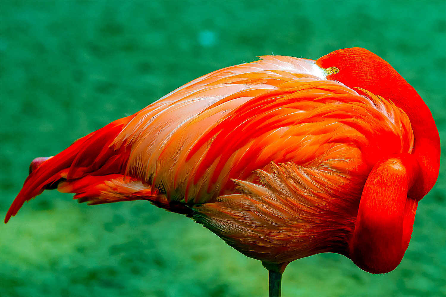 Pink Flamingo Sleeping