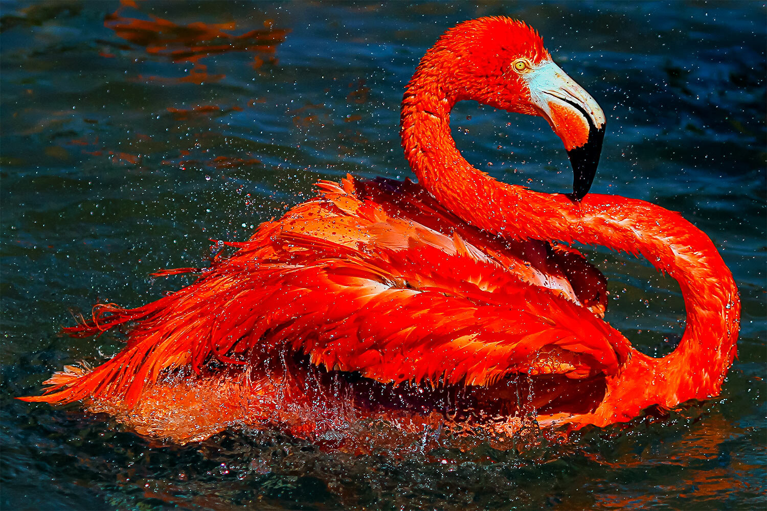 Pink Flamingo Washing