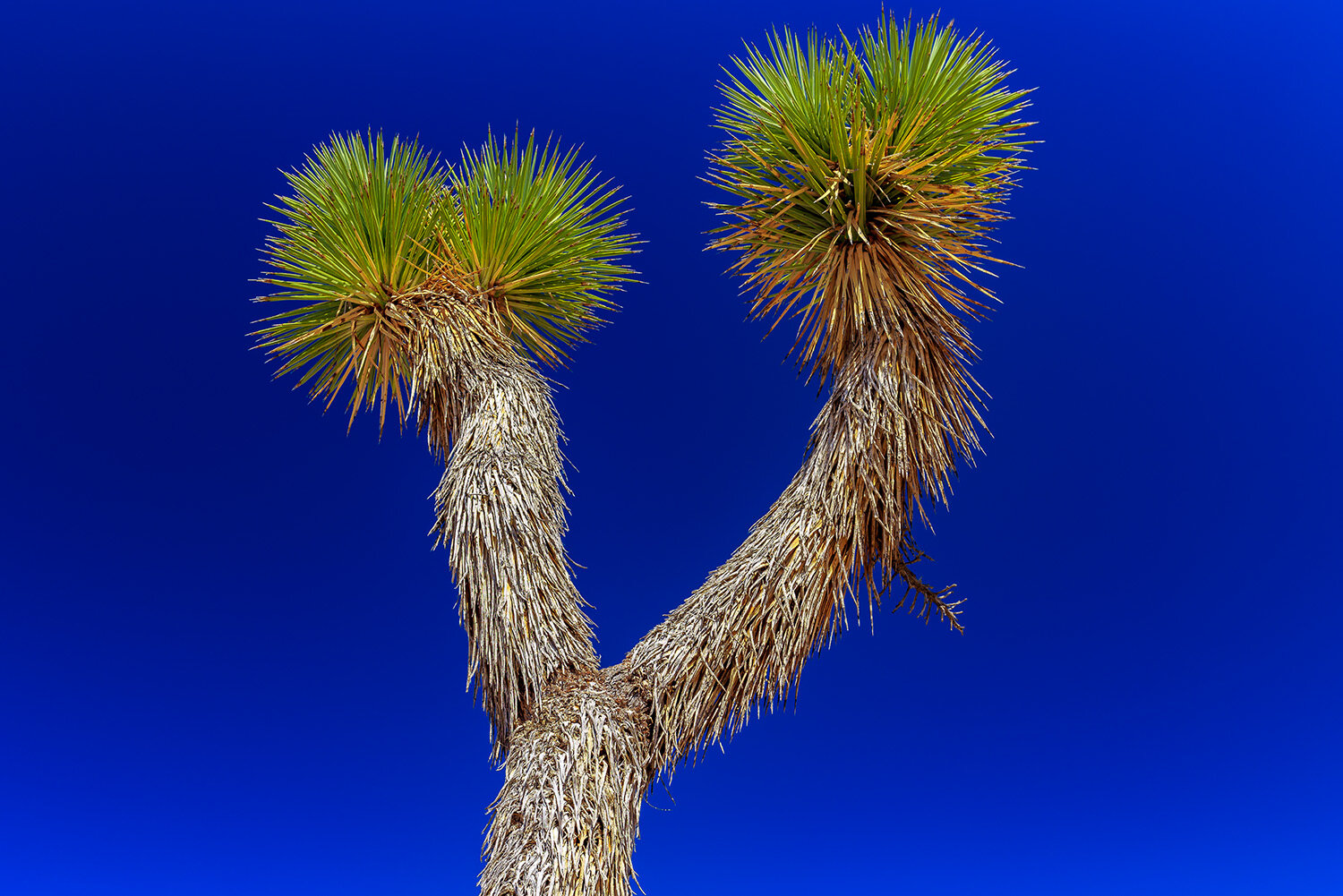 Joshua Tree