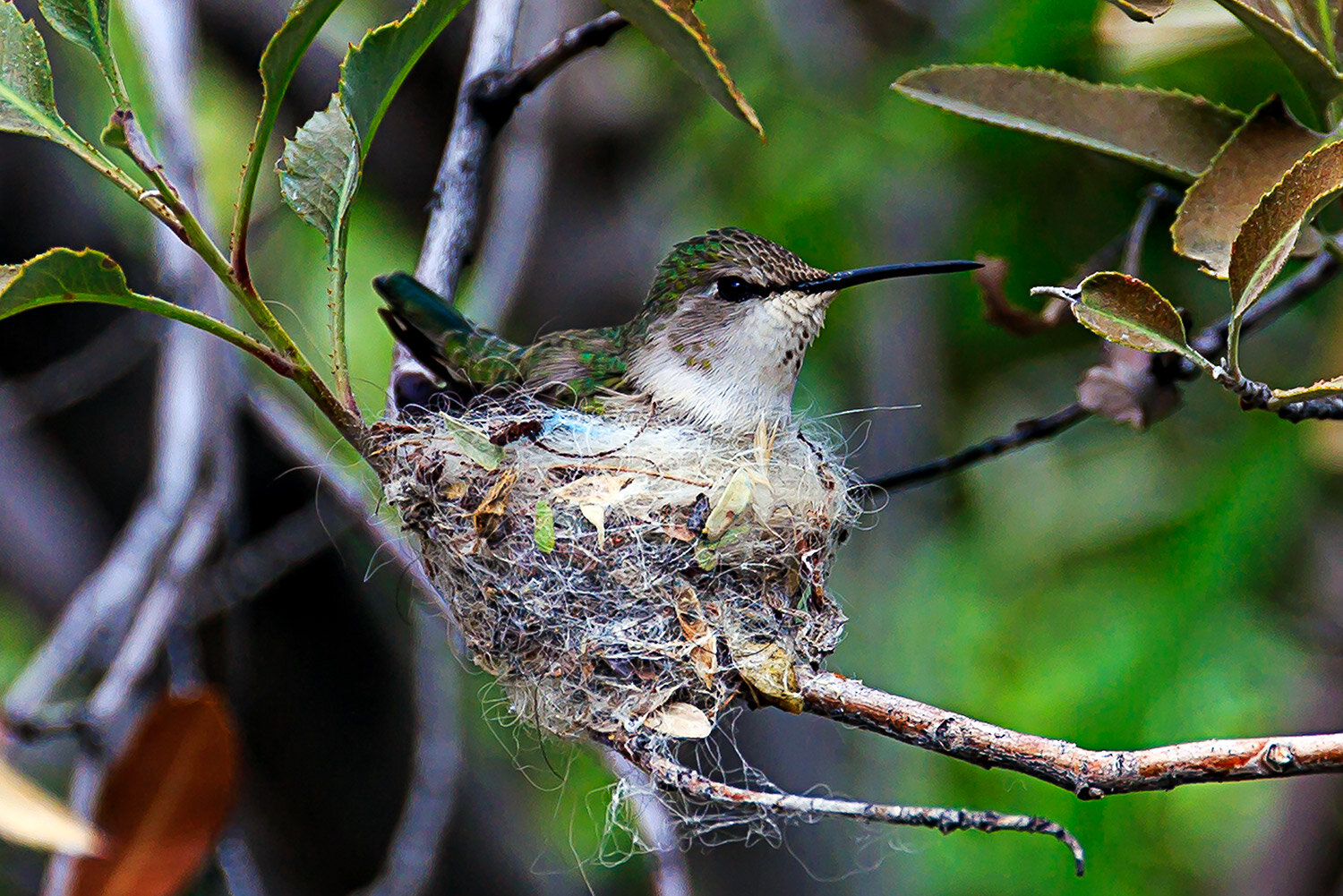 Hummingbird