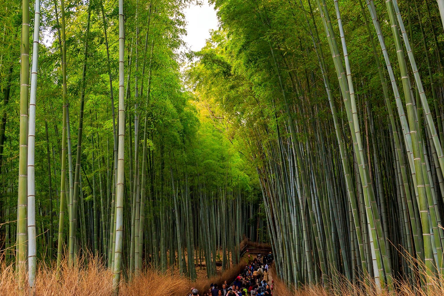 Bamboo Grove