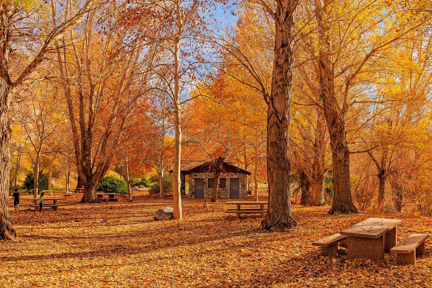 Autumn in the Desert