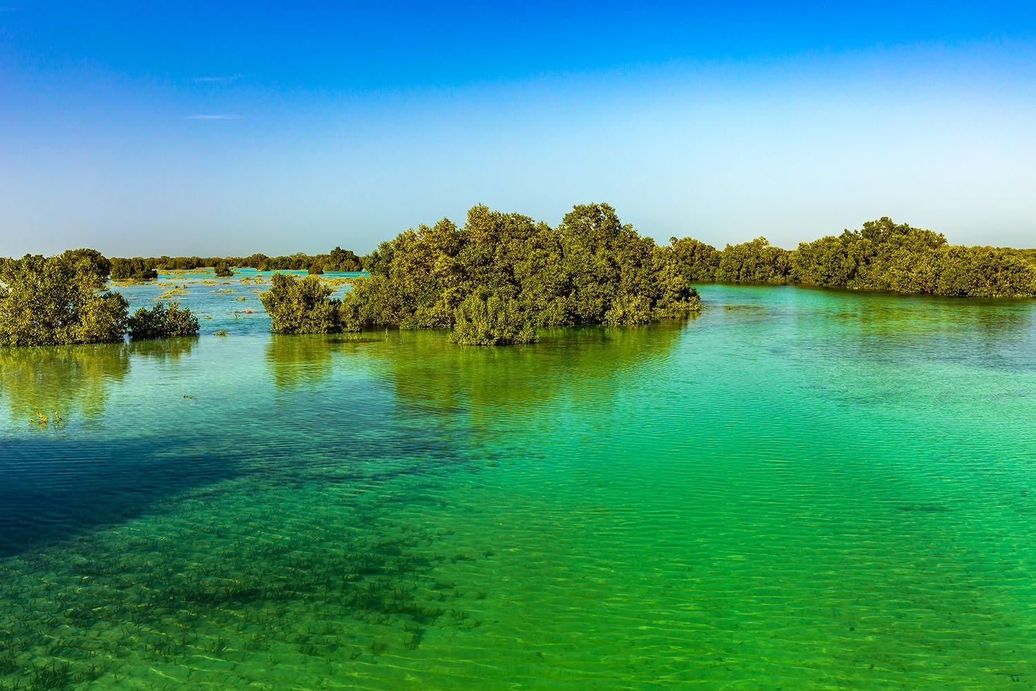 Jubail Mangrove Park