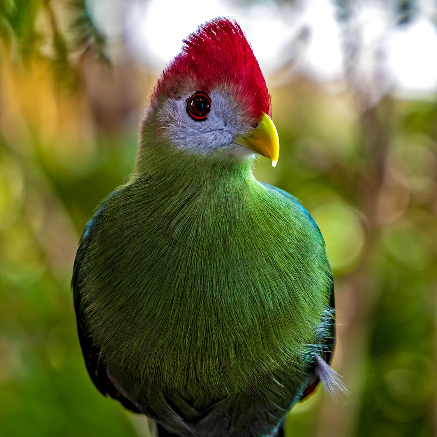 Red-crested Turaco