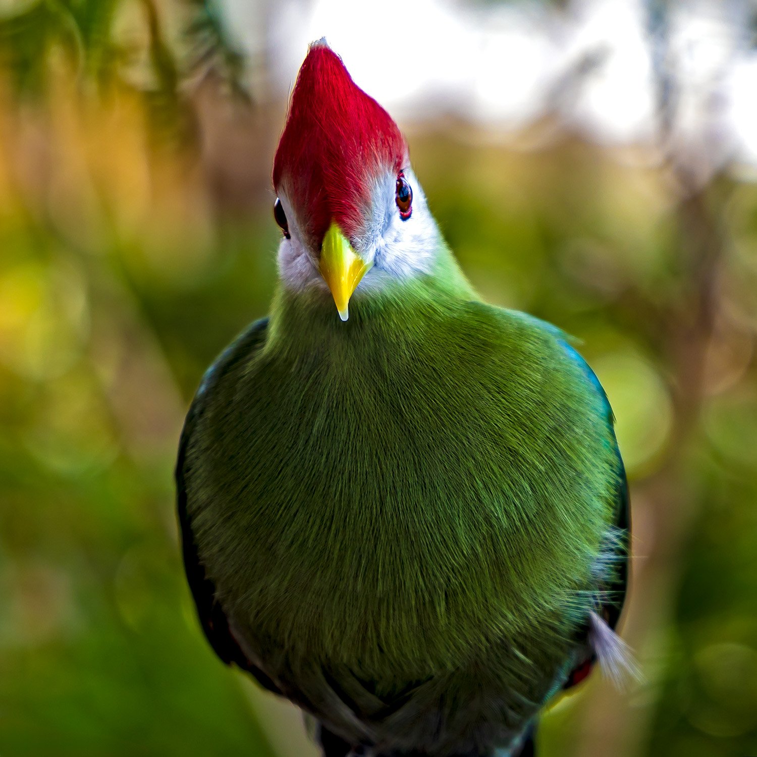 Red-crested Turaco