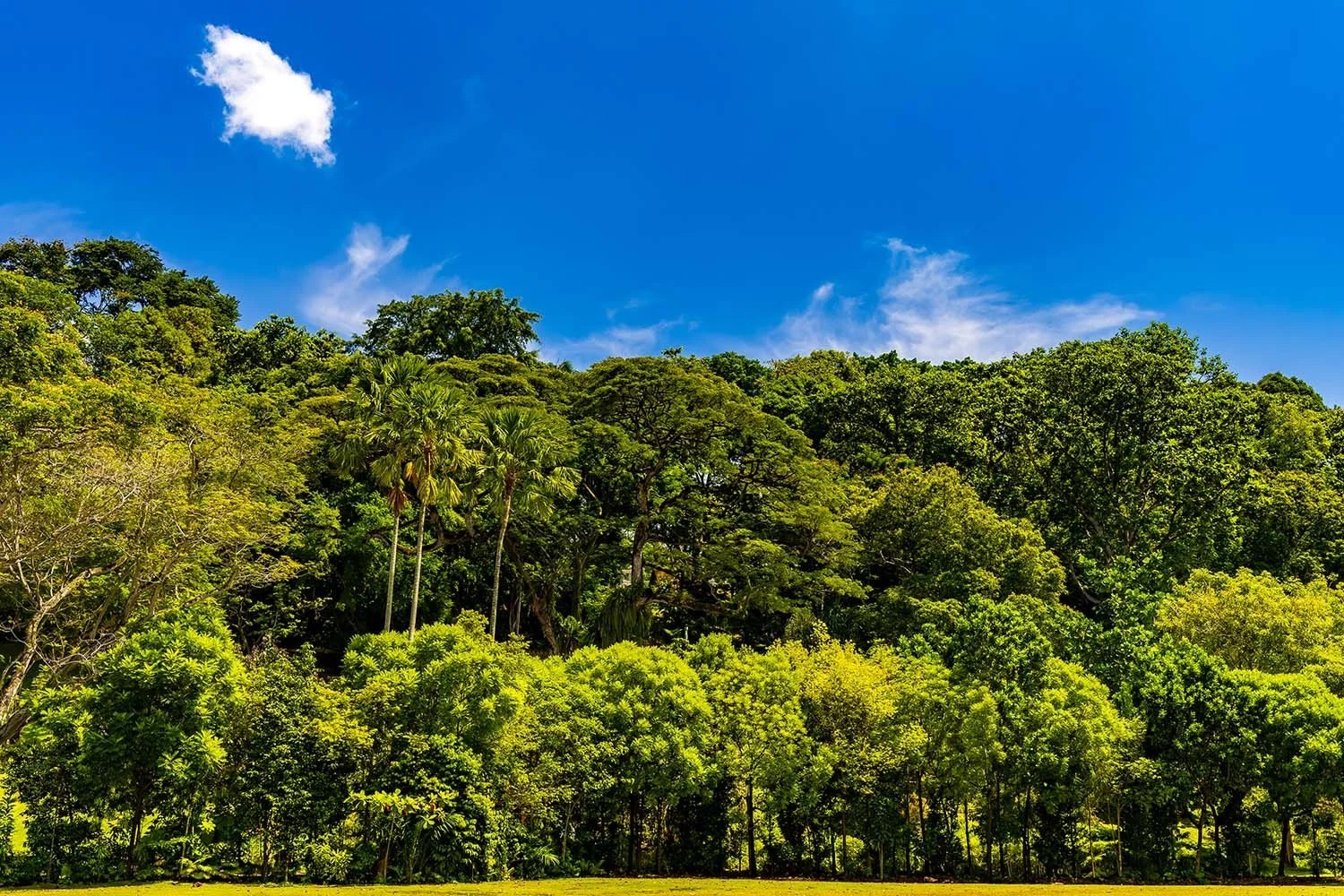 Fort Canning Park

 

 Singapore 