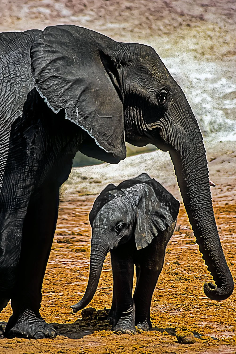 Mother & Child

 

 Chobe National Park, Botswana 