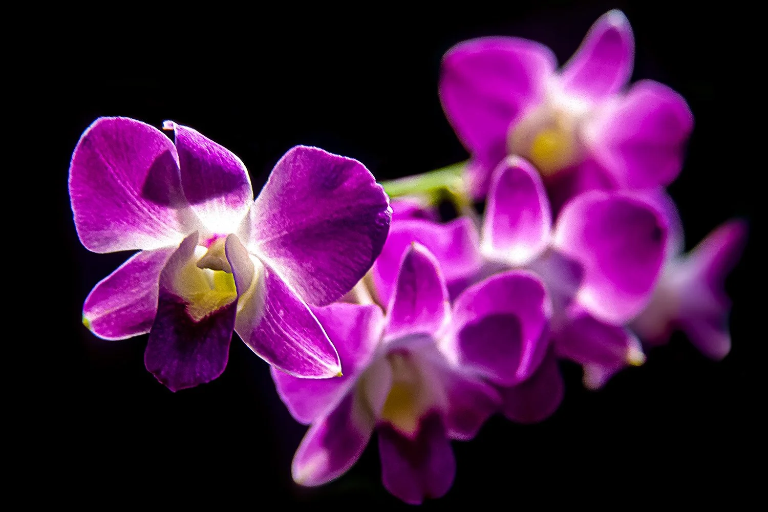 Orchid

 

 Bangkok, Thailand 