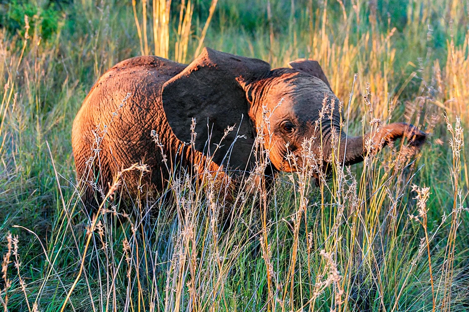 Baby Dumbo

 

 Pilanesberg National Park, South Africa 