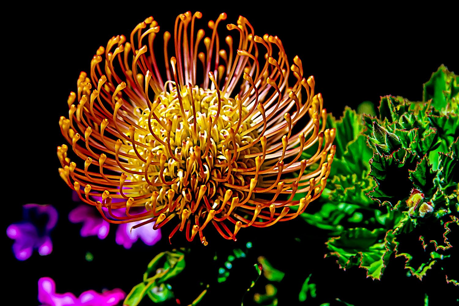 Pincushion Protea

 

 Spier Wine Farm, Stellenbosch, South Africa 
