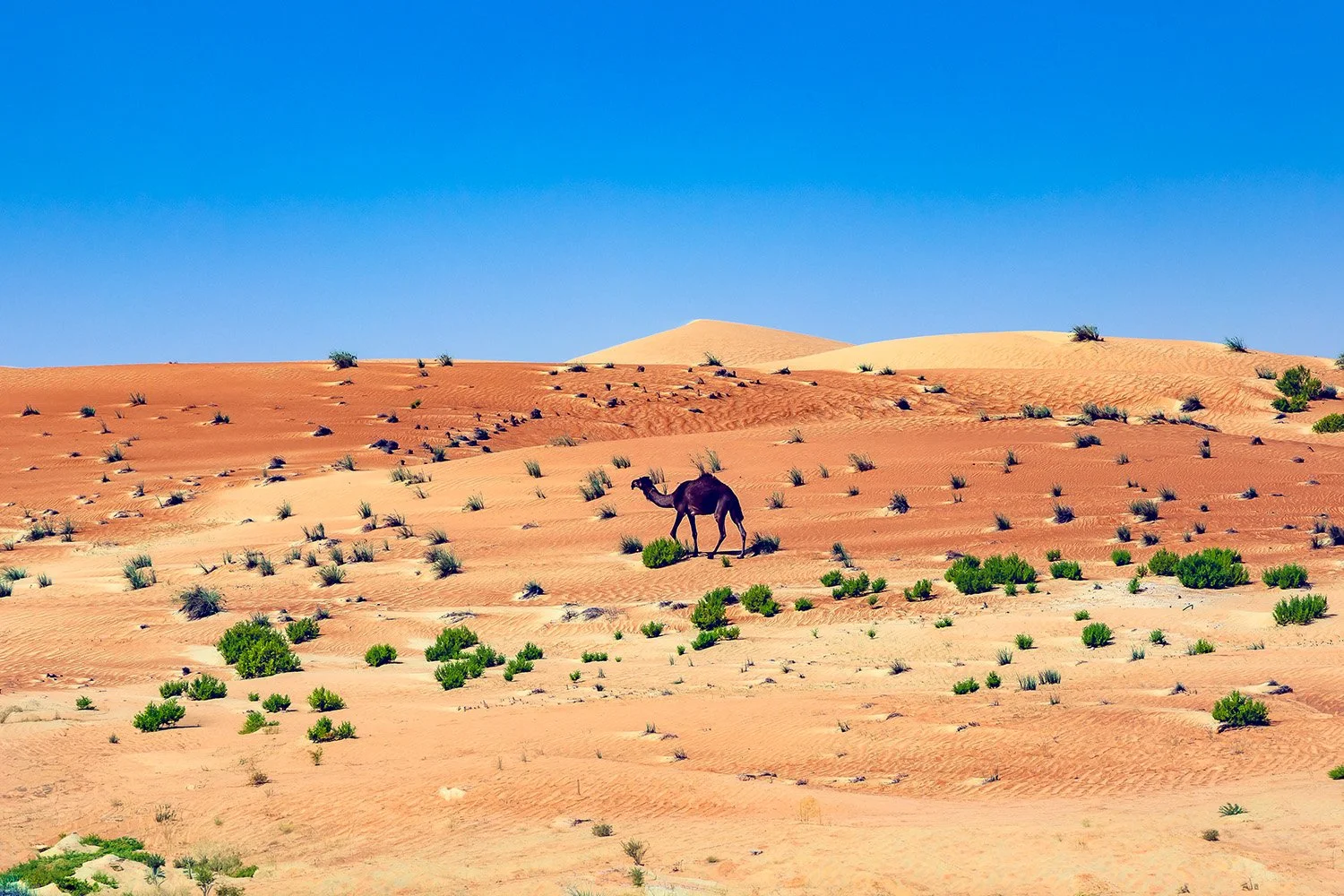 Al Quaa Camel

 

 Abu Dhabi, UAE 