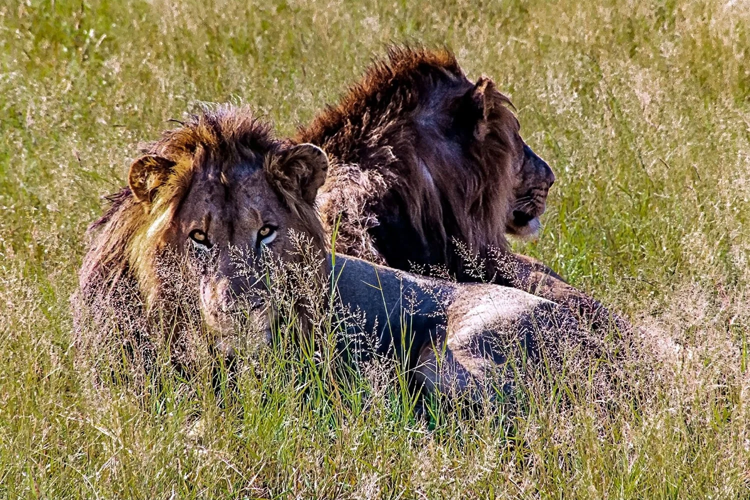 Lions

 

 Kruger National Park, South Africa 