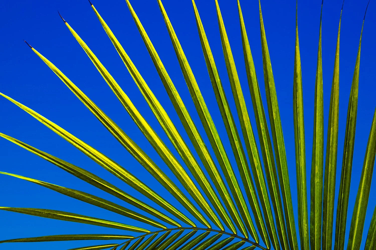 Palm Fronds

 

 Pattaya, Thailand 