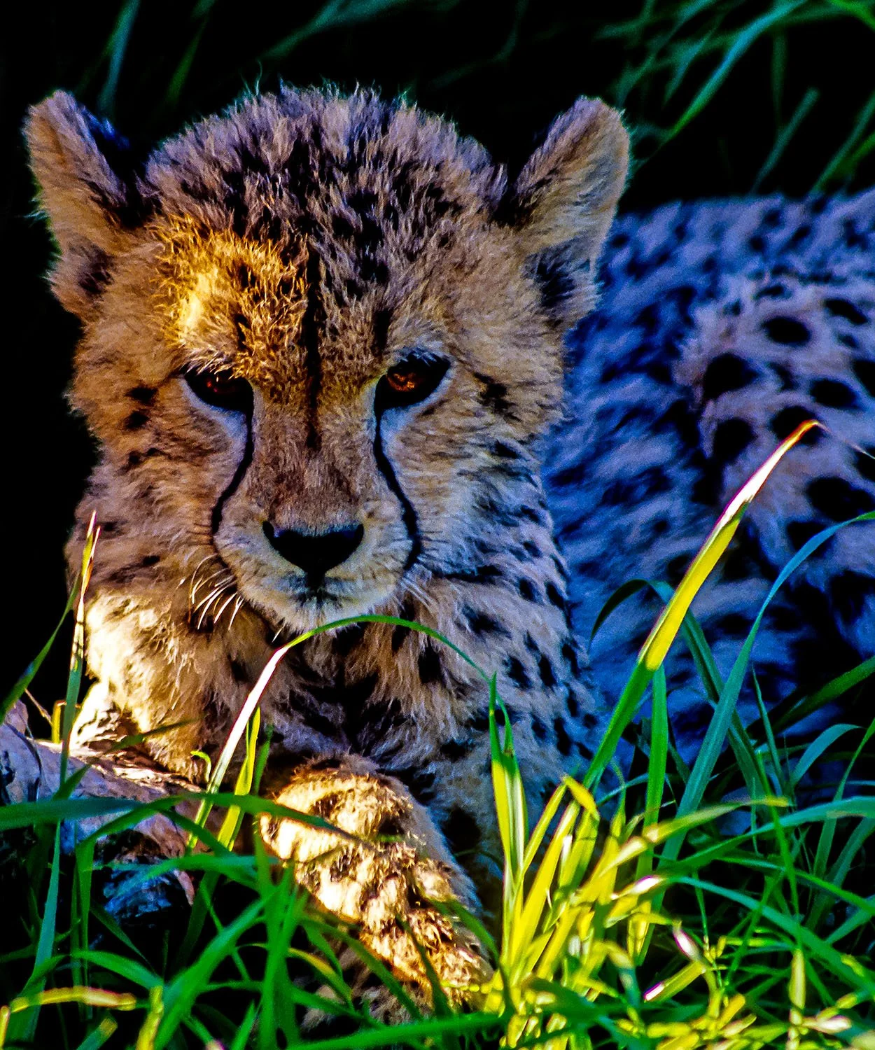 Baby Leopard

 

 Spier Wine Farm, Stellenbosch, South Africa 
