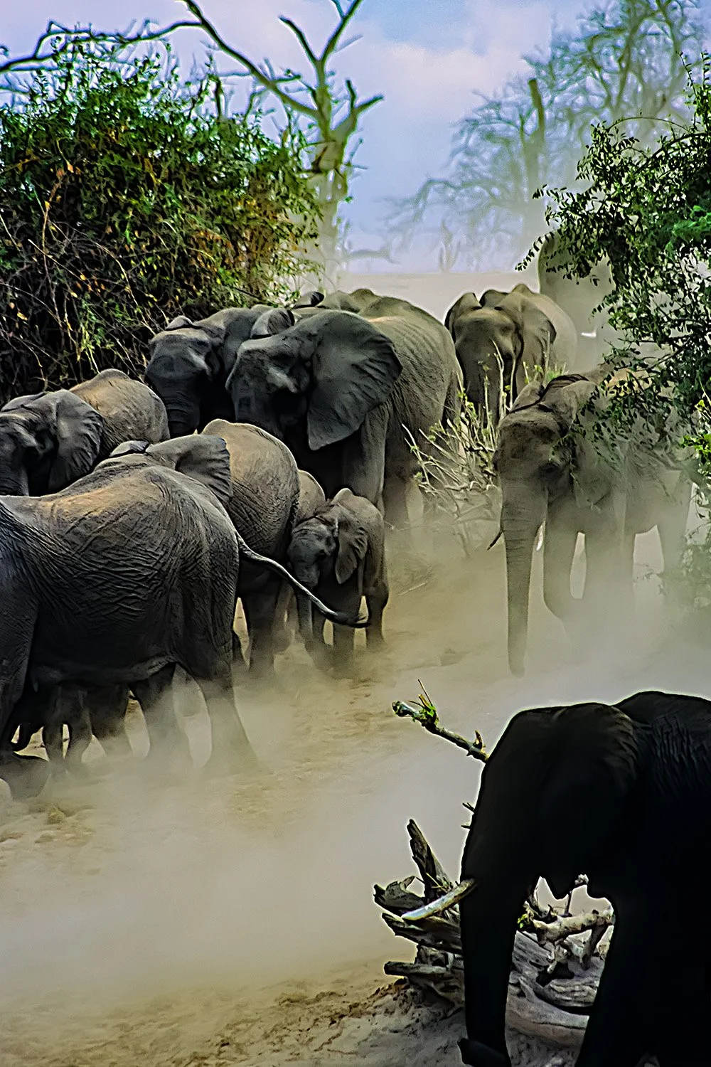 Elephant Stampede

 

 Chobe National Park, Botswana 
