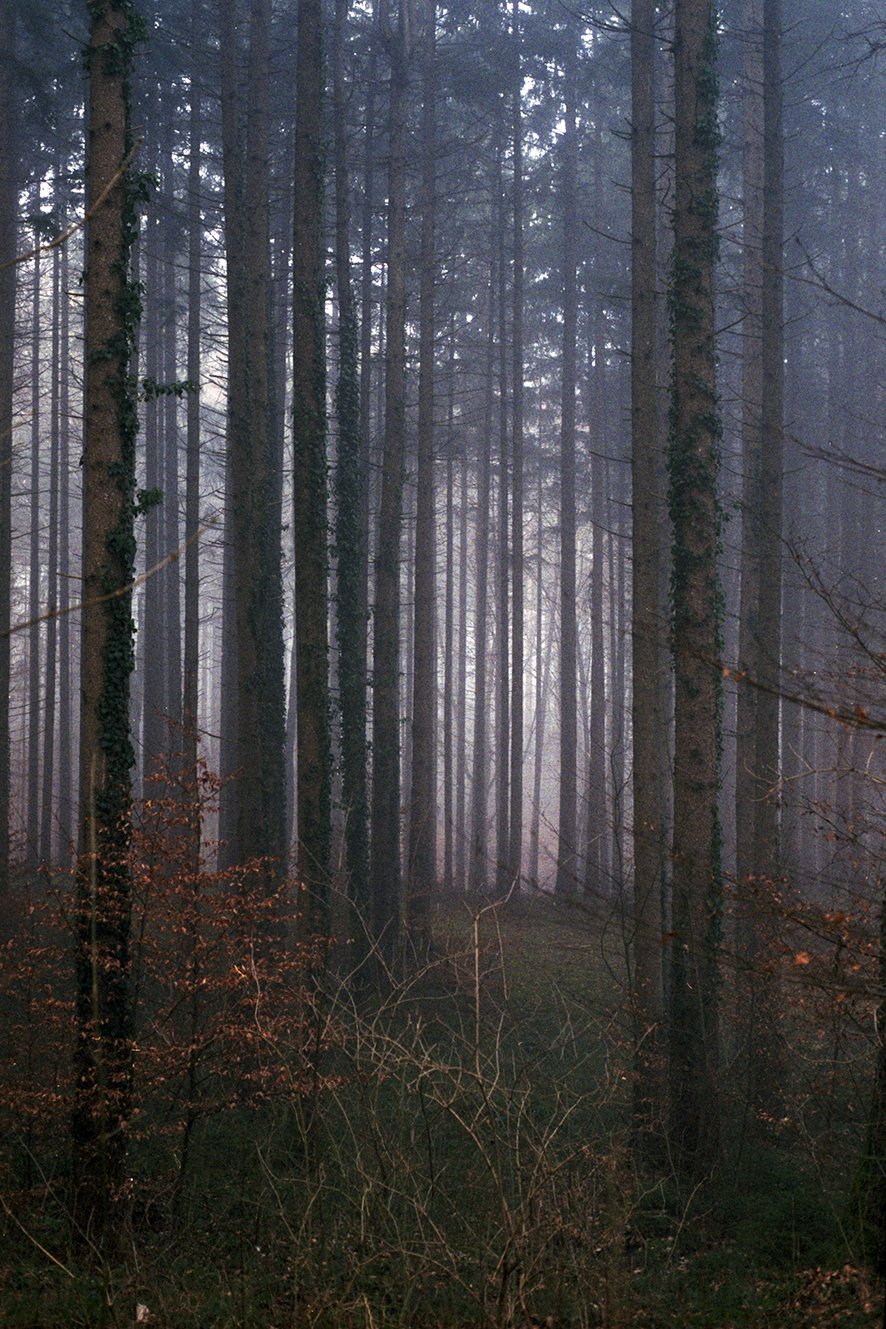 Forest 3 for web.jpg