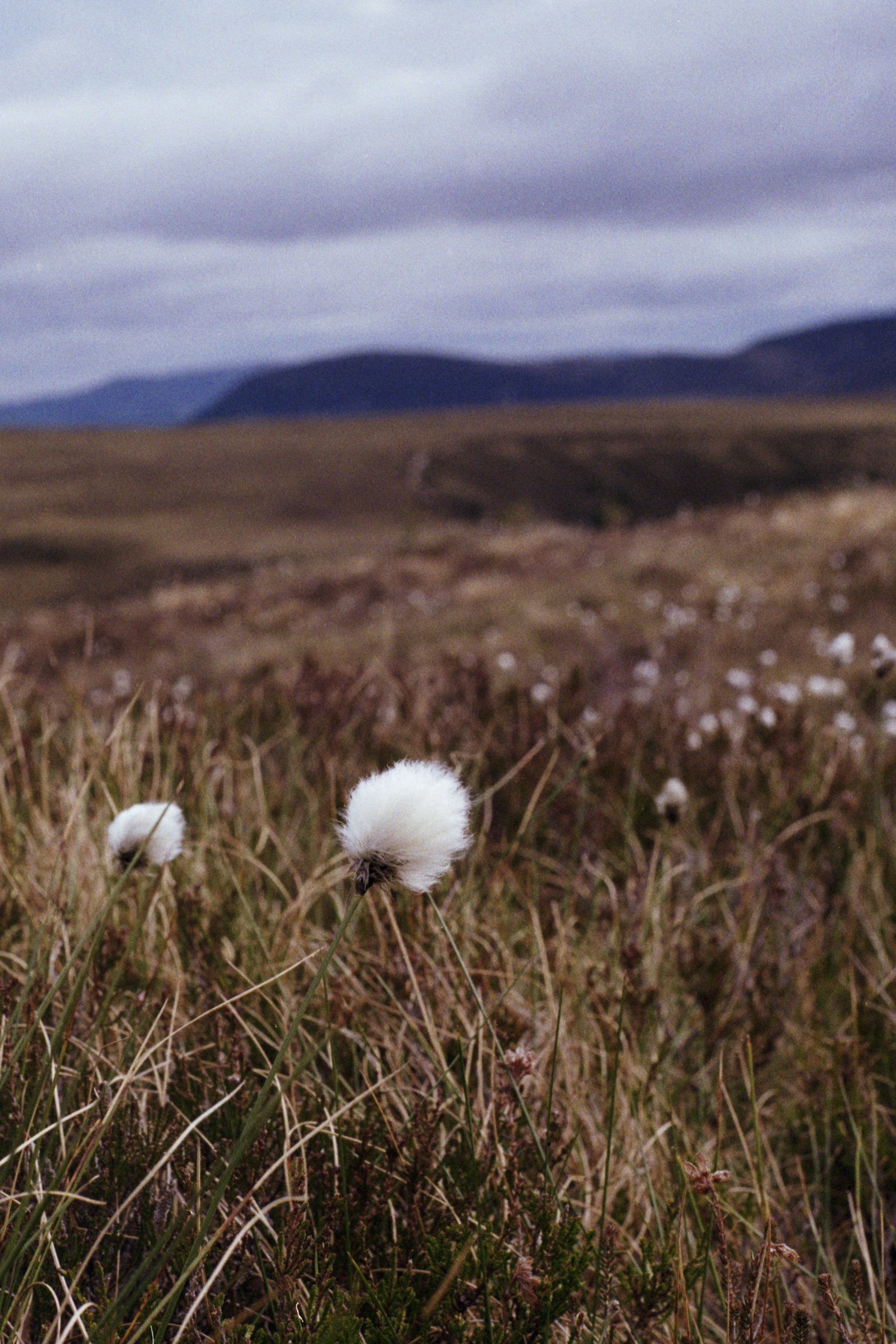 Bog Cotton in the Cairngorms II