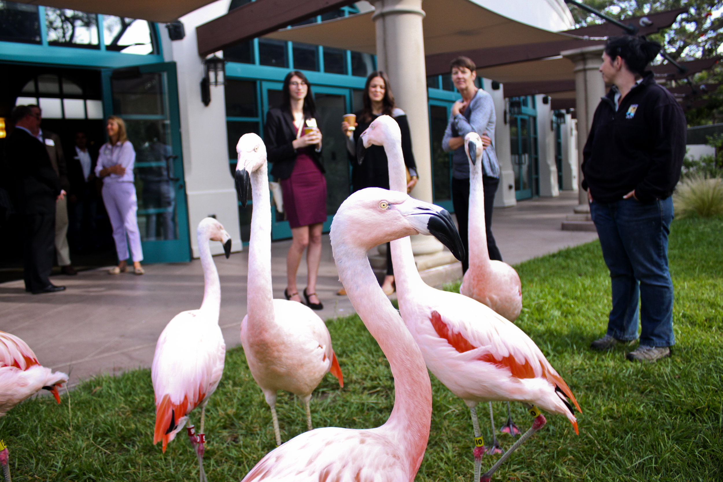 Flamingo Encounter 1.jpg