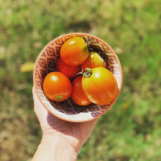 IT LOOKS LIKE A BOWL OF TOMATOES but it’s a life lesson | I waited all season for a tomato sandwich. A right of passage and the meal of choice for a distinguishing southern palate that knows the difference between a Cherokee purple and greenhouse variety. Call it a pomme d'amour all you want, but I can still taste the fluorescent lights saturating them in a stale grocery store mid-February. I’ll let y’all battle it out over the unsettled Dukes or Hellman’s debate, but a smothering of the stuff on two pieces of unassuming bread and a sprinkling of salt and cracked pepper over thickly cut, warm slices never made me more satisfyingly nostalgic. But this year. This summer... I waited impatiently for mine to produce, blaming squirrels and poor air quality, pruning back the suckers from low hanging branches and painstakingly securing their masses. But still no fruit. I quit them in August and moved on from my trying. With school in sessions for 2 months, the Hackberry leaves succumbing to drought, and the BBQ supplies packed away, something surprising happened. A spot of red in a mound of green leaves water-falling over the side of my forgotten raised bed. They had come after all. A little bit bird pecked, but salvageable and here, in the fourteenth hour of the growing season, I finally have my tomato sandwich. What I learned was that summer in the fall is just as good and what I would call a late season bloomer, the plant would call due course. She did not watch the cherry tomatoes ripen in June and say, “I am spent” because she knows of divine order. She basked in the sun and drank up the dew and she did not care to worry so she grew, grew, grew. Life is like that, too so I welcomed the reminder that everything is in its own time — and it is still just as sweet. #amwriting #ameating #southernfood #southernwomen #nashville