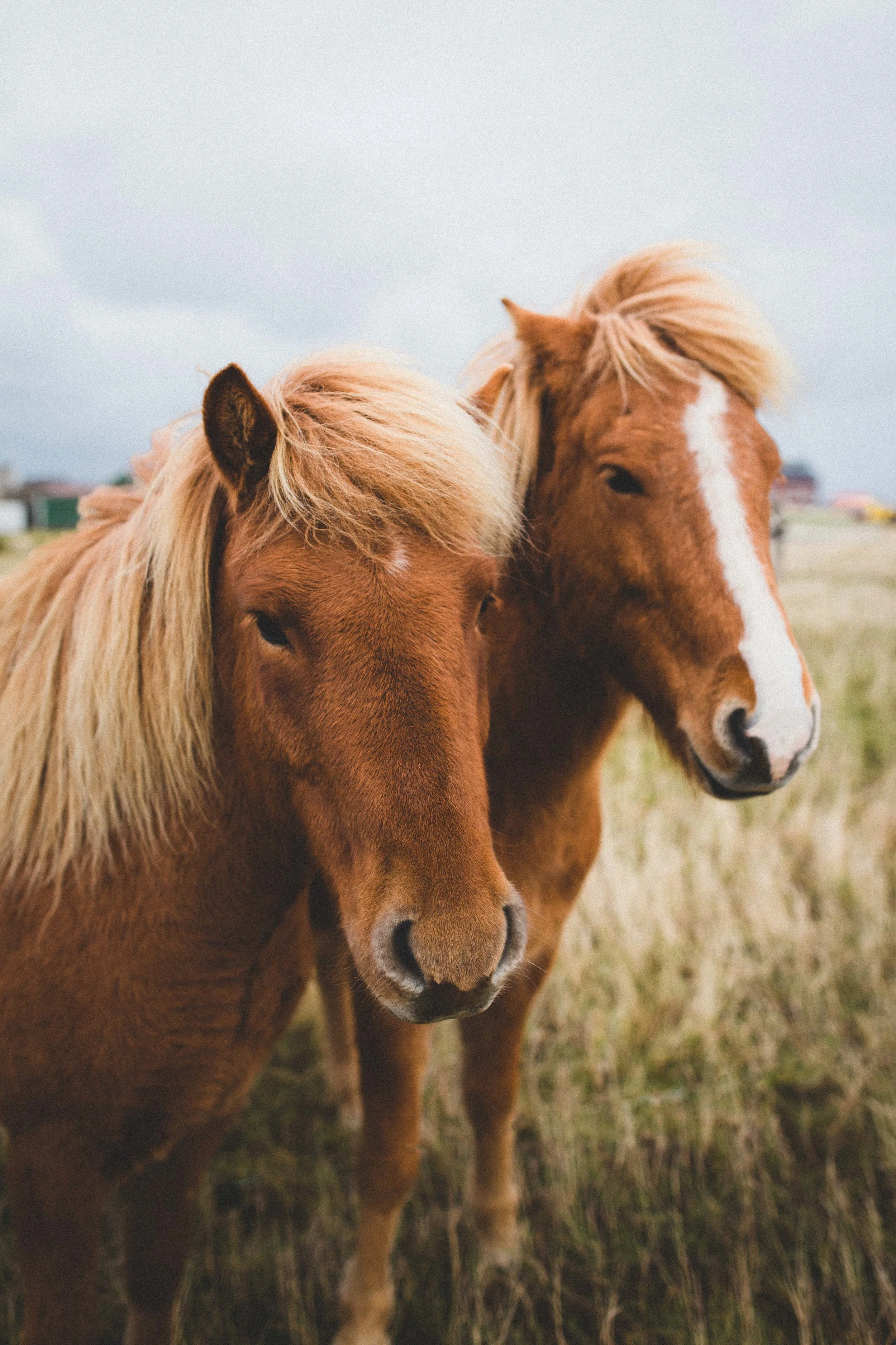 Friendly Icelandic Horses