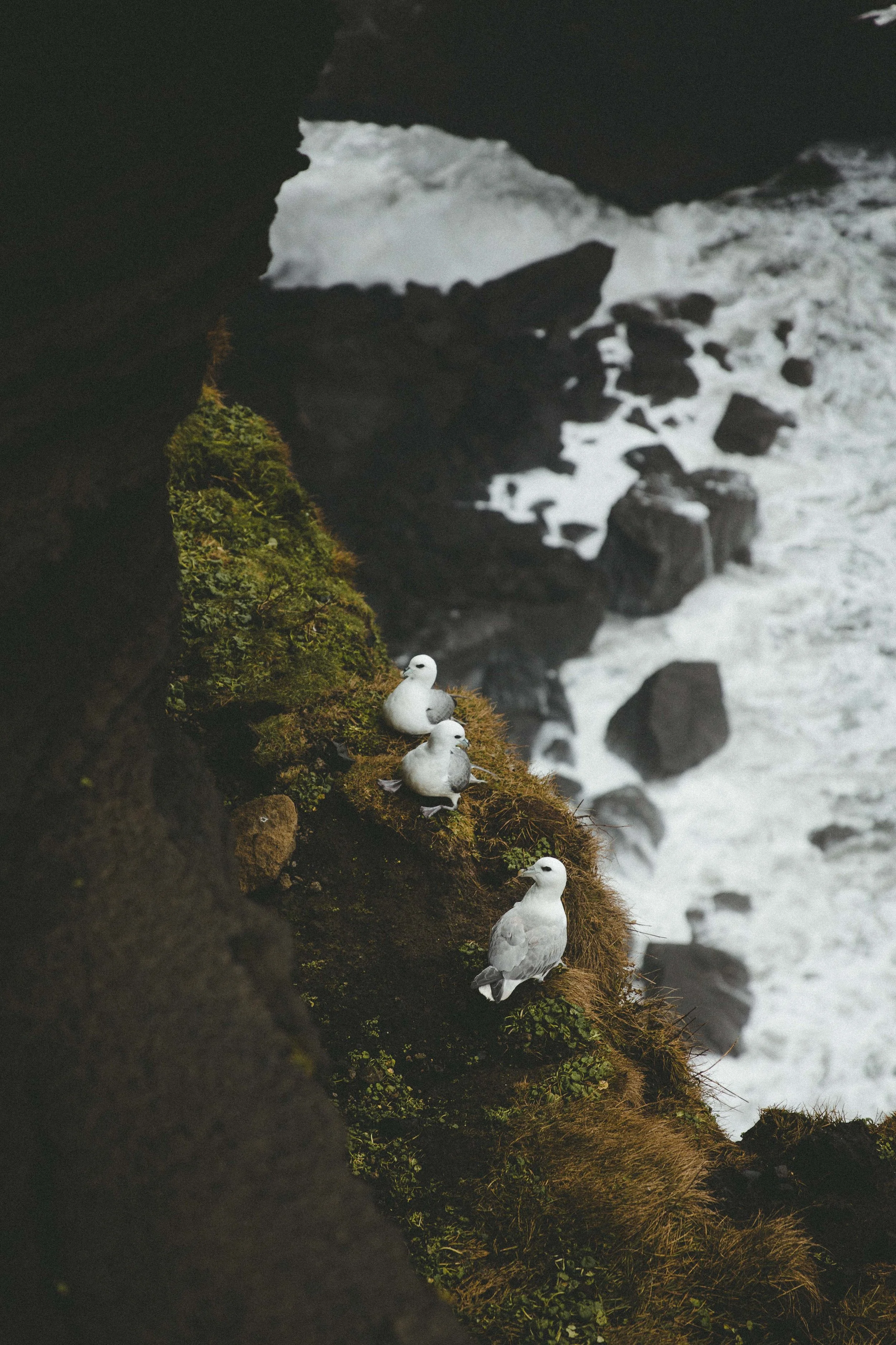 Iceland Cliff Birds