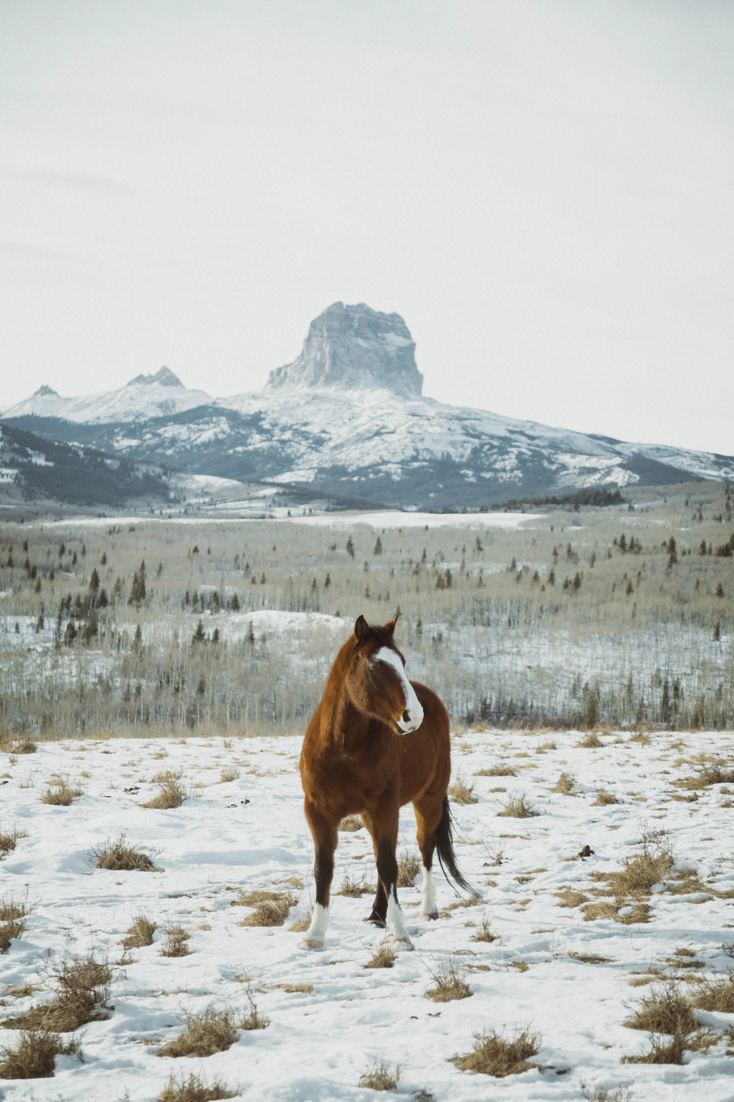 Montana Horse in Winter