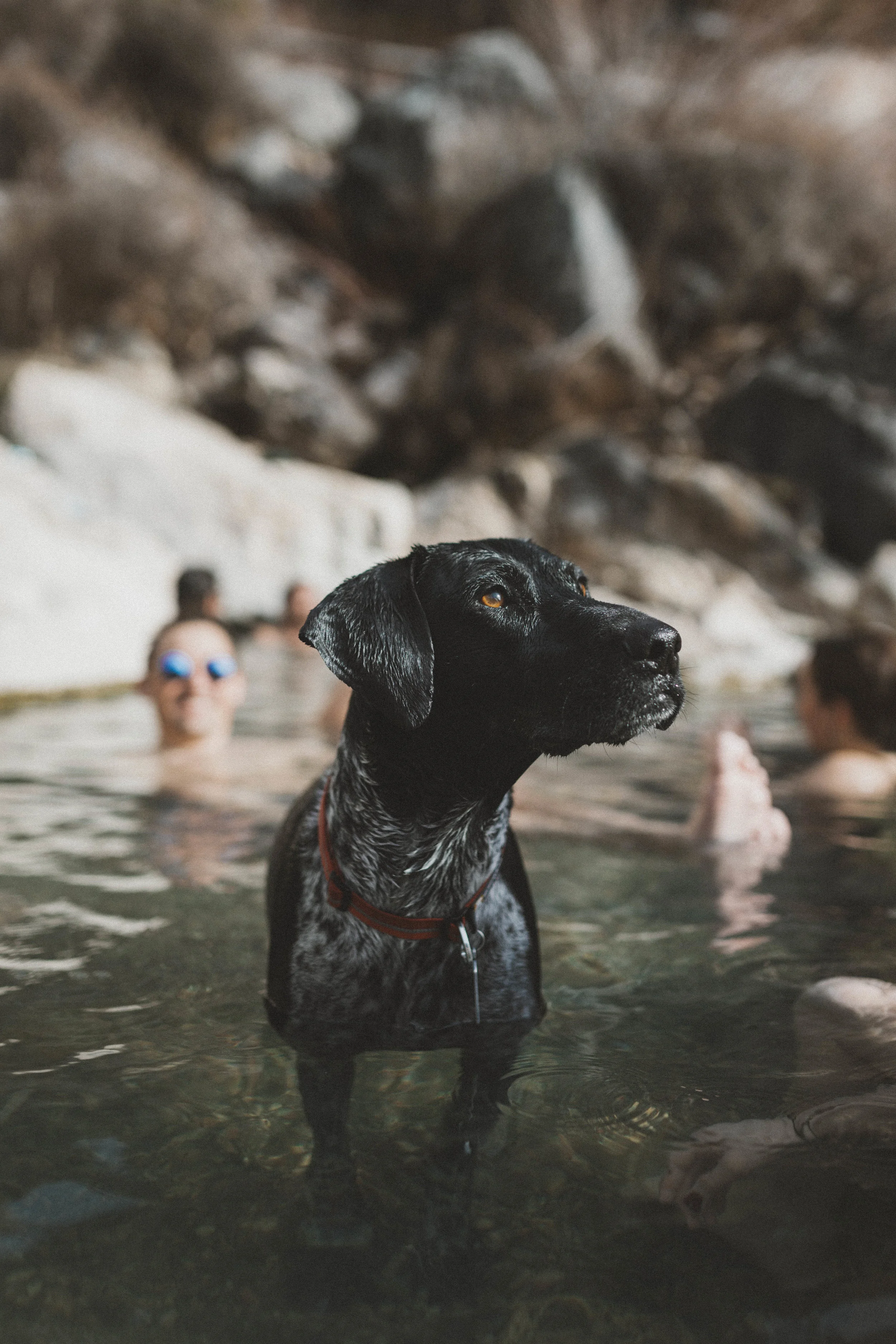 Hot Springs Doggo