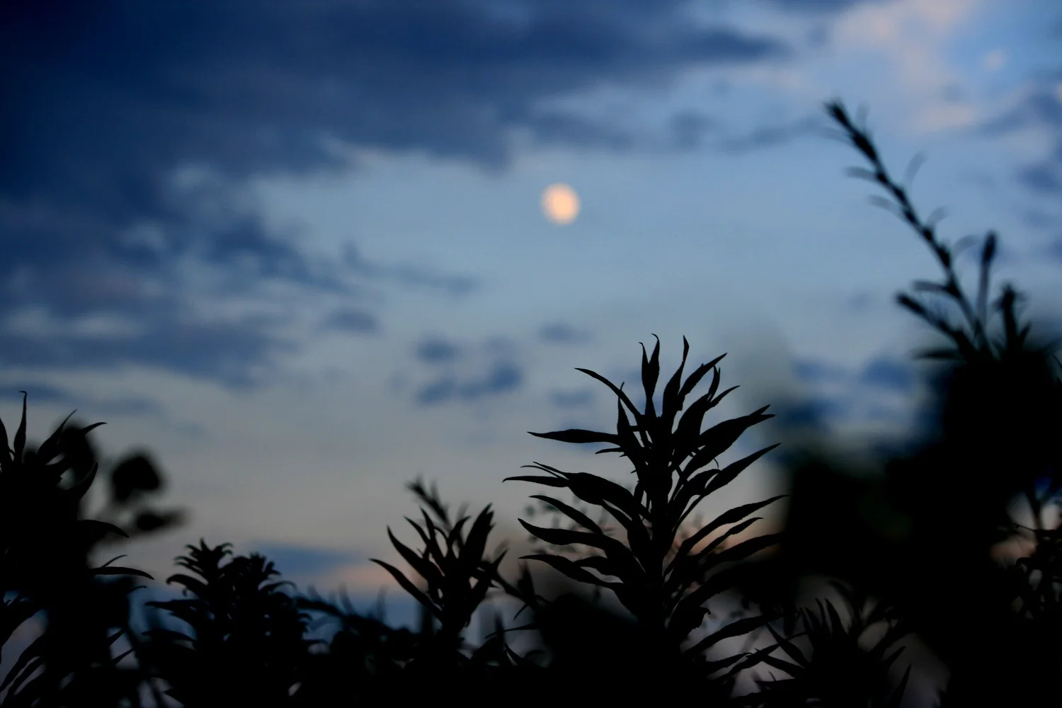 sunsetplant.jpg