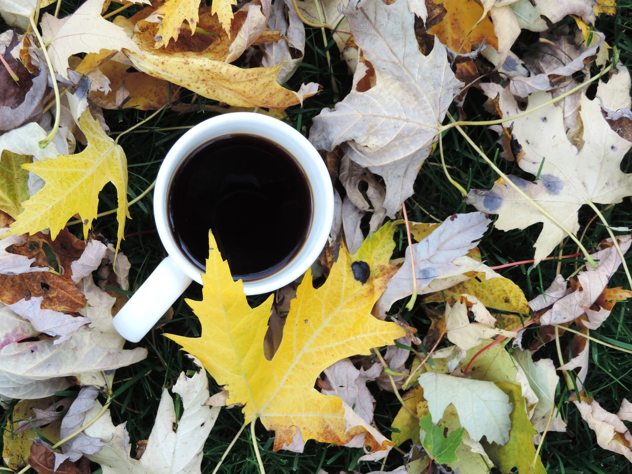 CupofFall.jpg