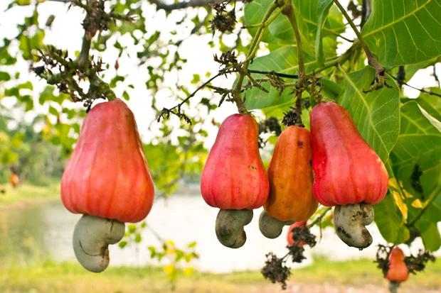 The strangely beautiful cashew apple.