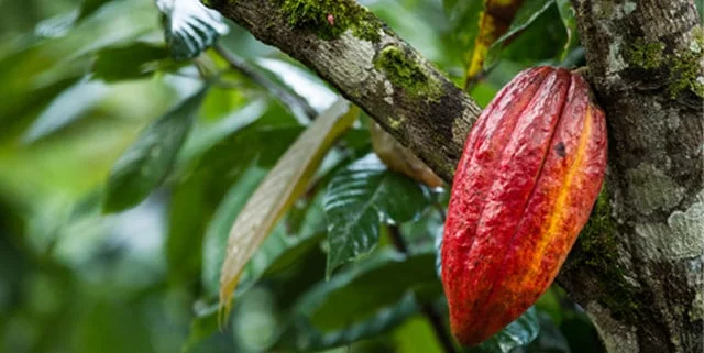 The perfect Theobroma cacao tree (photo from: http://www.zchocolat.com/)