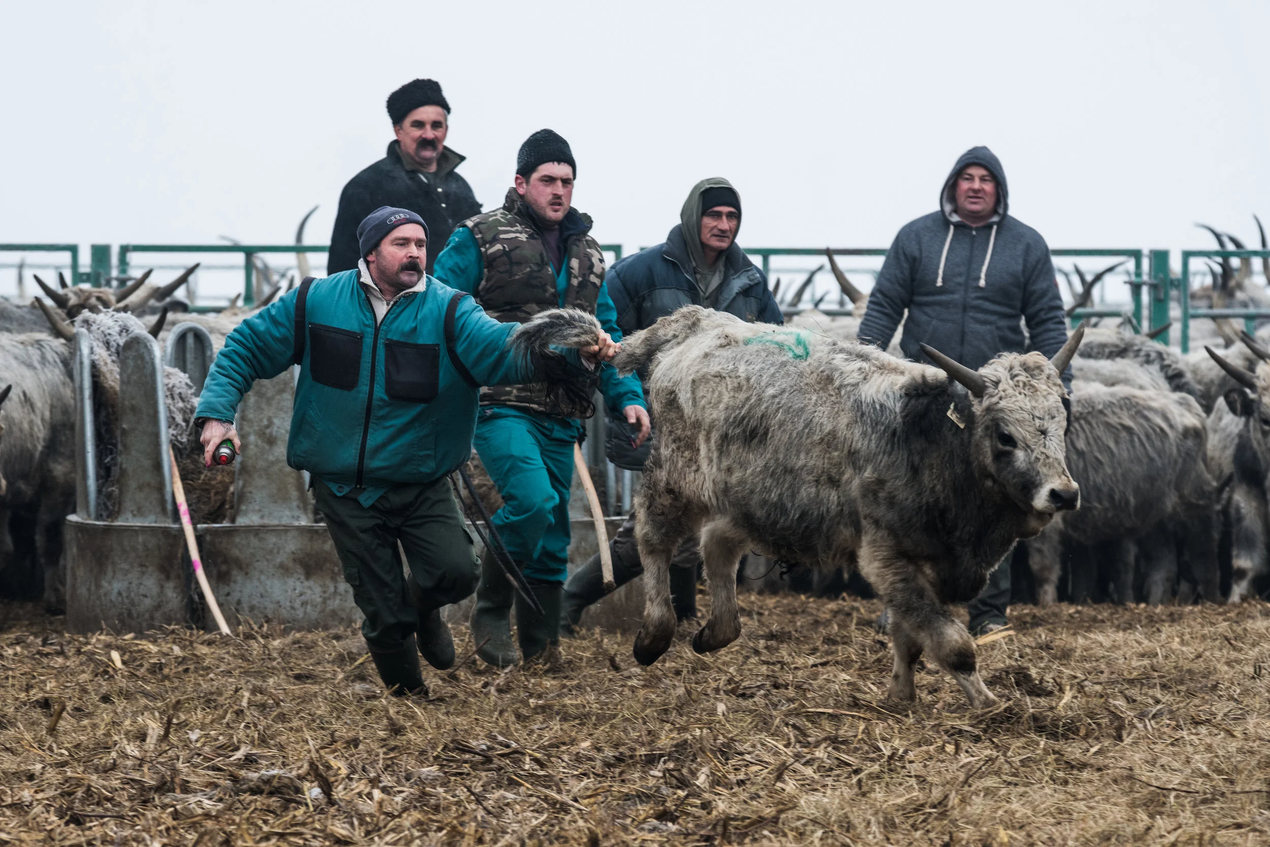 Bika válogatás_2017_01_25-199.jpg