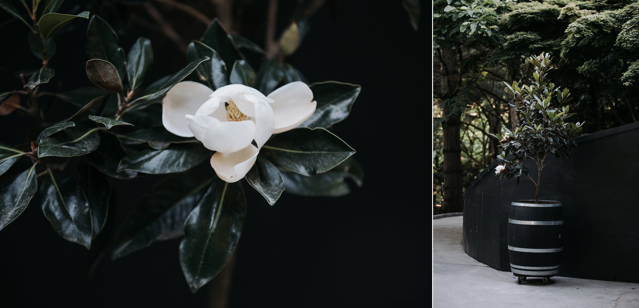 magnolia blossom