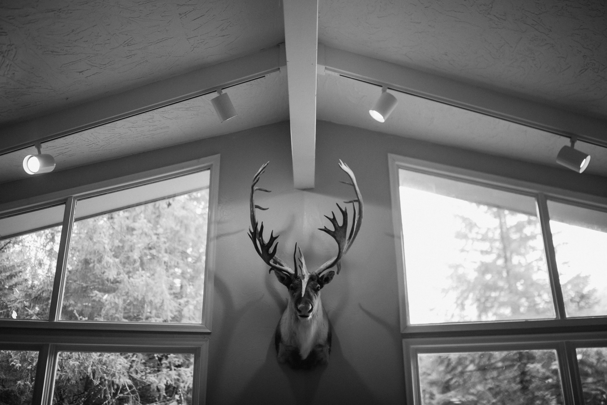 caribou mount in Alaskan home