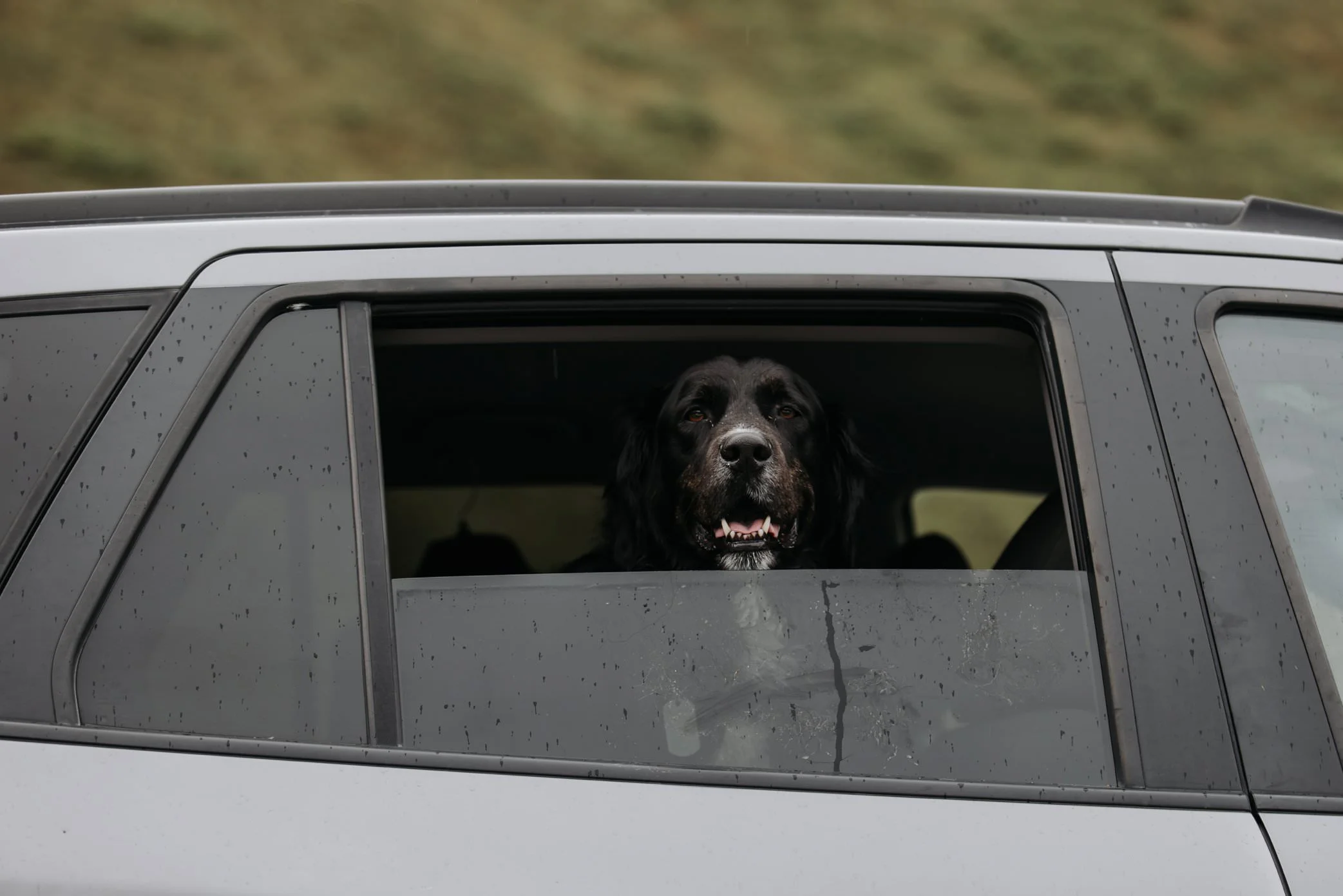 dog in car