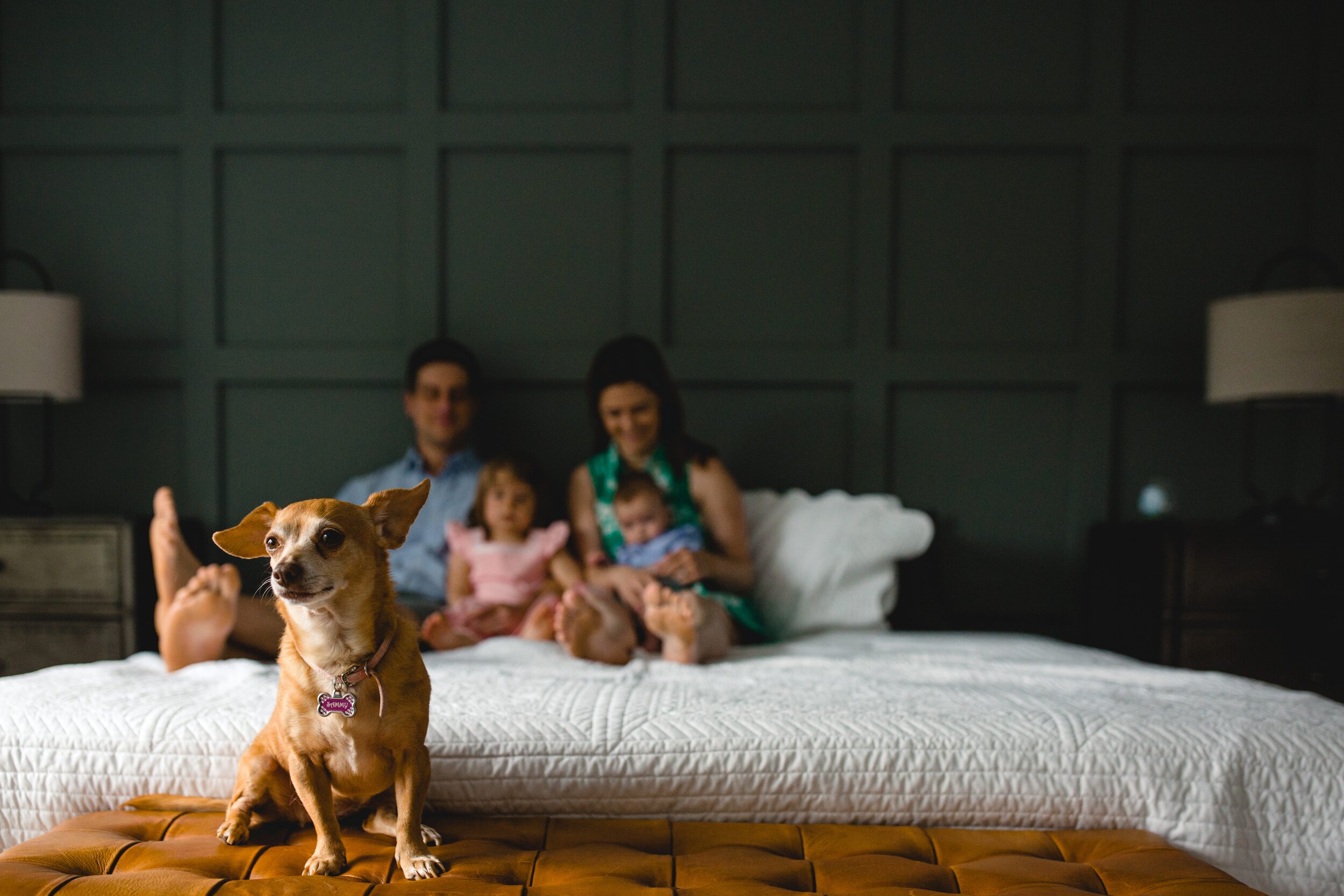 family-dog-with-family-on-bed.jpg