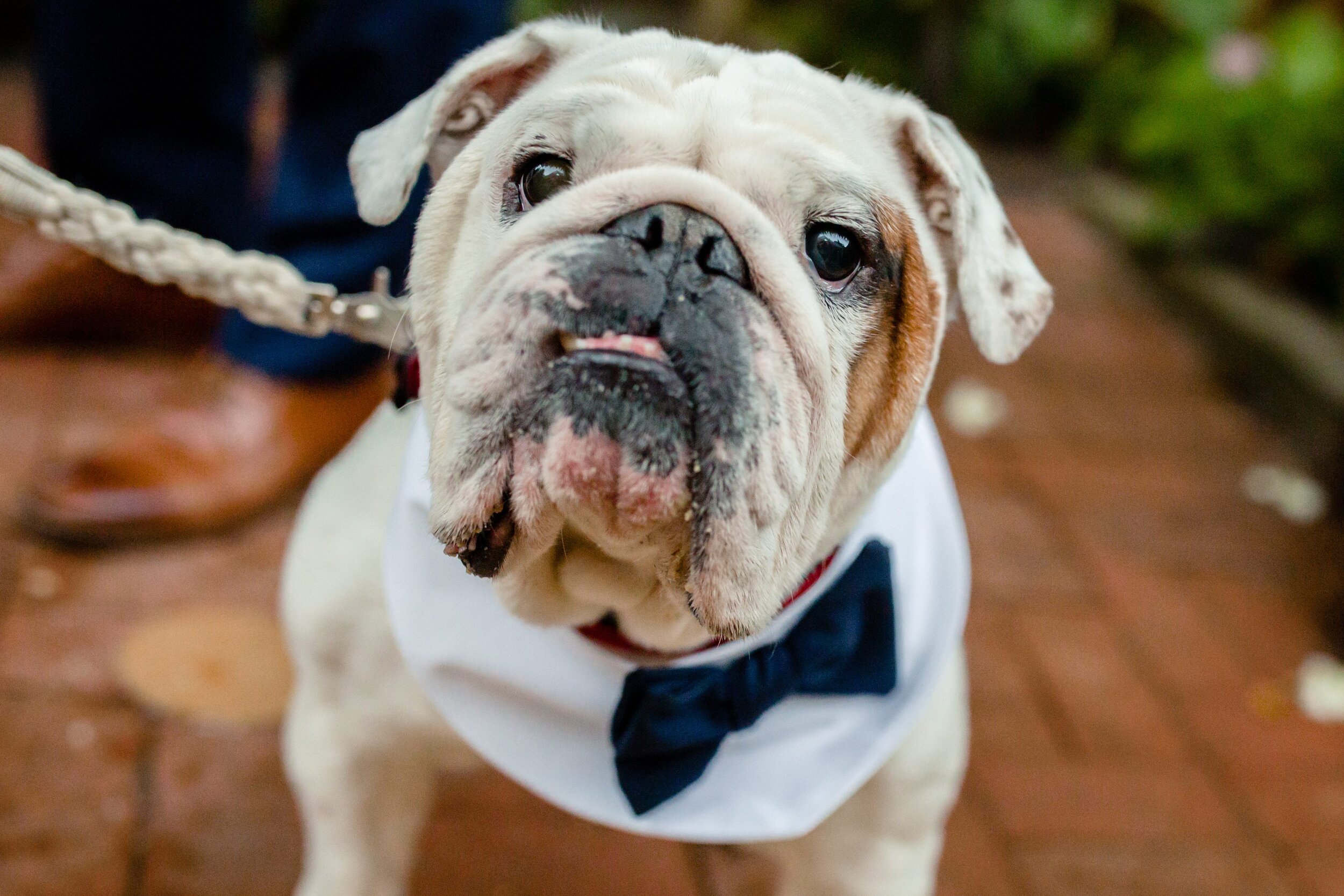 dog-in-tuxedo-at-wedding-mclean-va.jpg