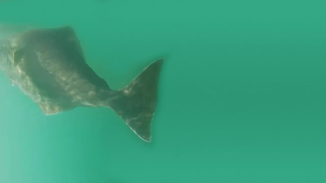 Wild-Halibut_Underwater_Horizontal.jpg