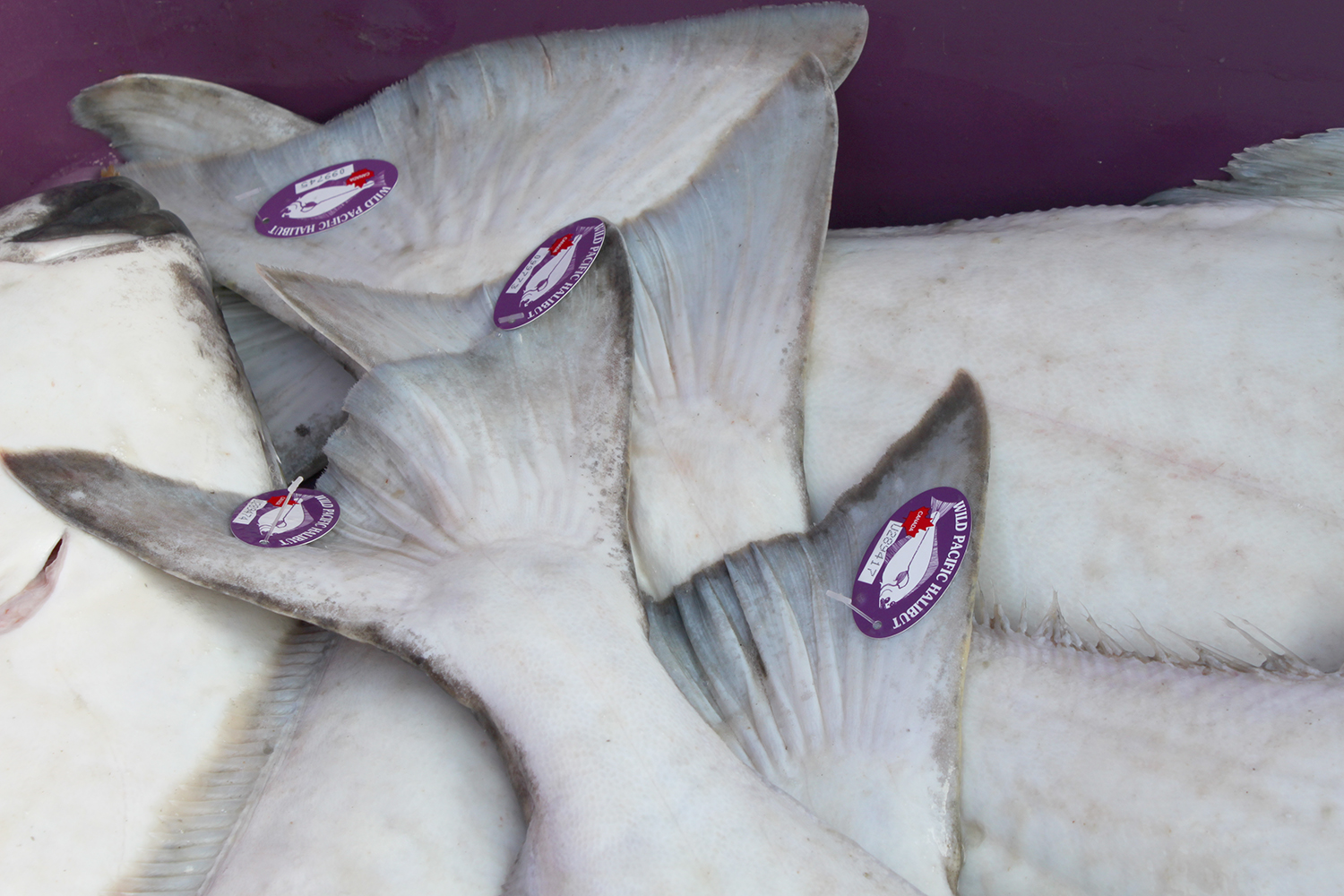 Wild-Pacific-Halibut-tagged.jpg