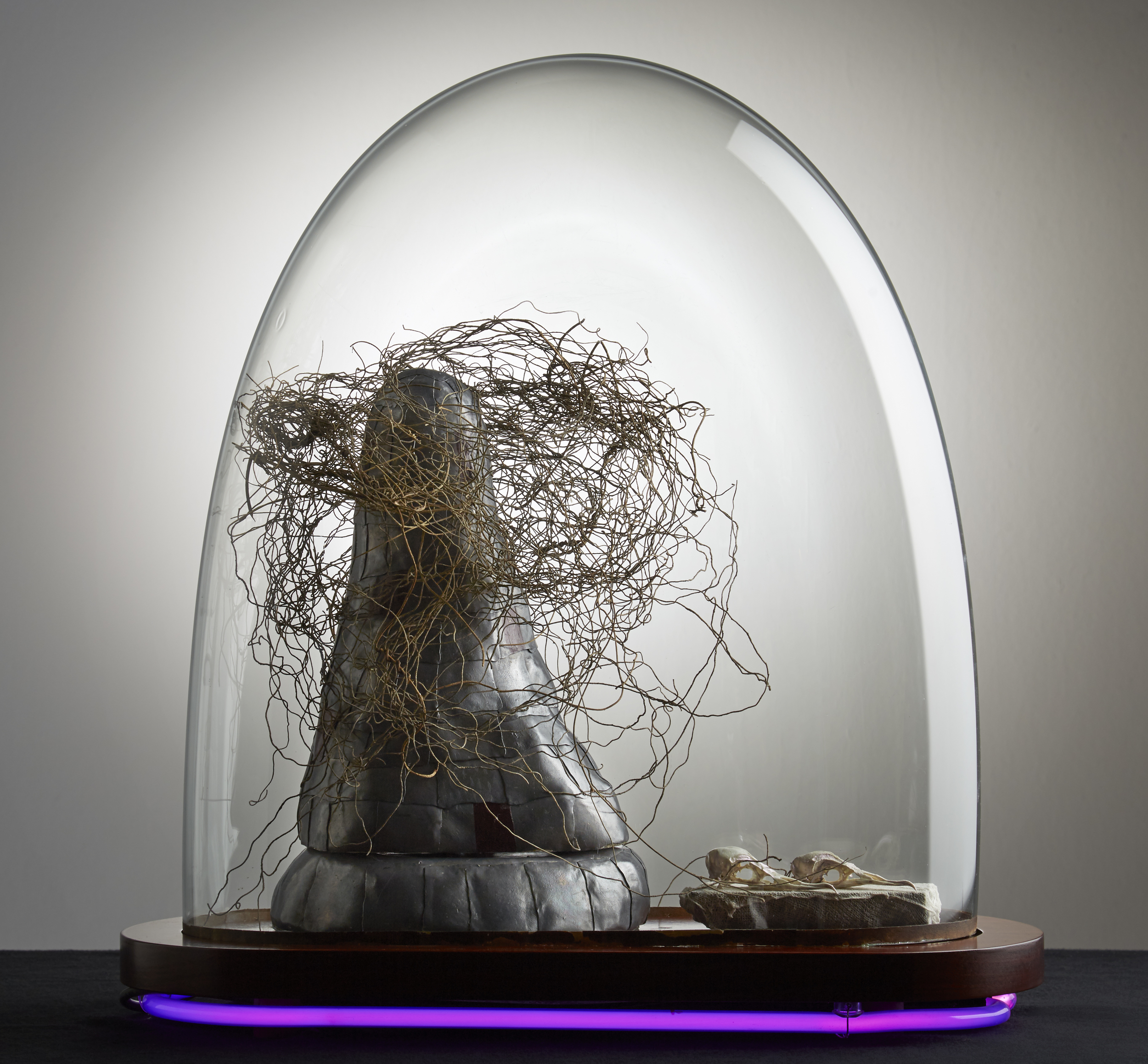 'Alchemy', Victorian glass dome on jarrah base, neon light, lead, Shearwater skulls, dodder laurel vines, encaustic on peper-clay, 56x54x26cm
