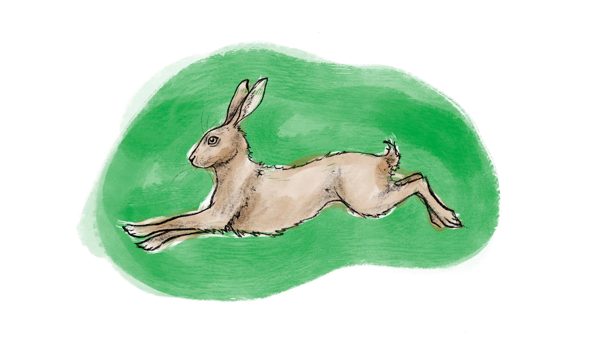 Leaping-hare.jpg